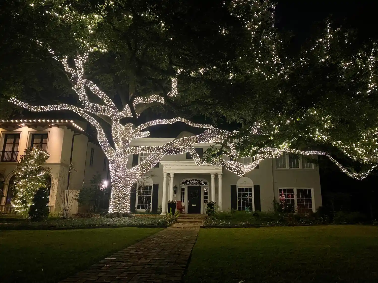 Large Tree